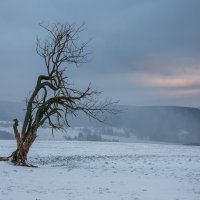 22 Miroslava Schärfnerová - Strom na Pustém